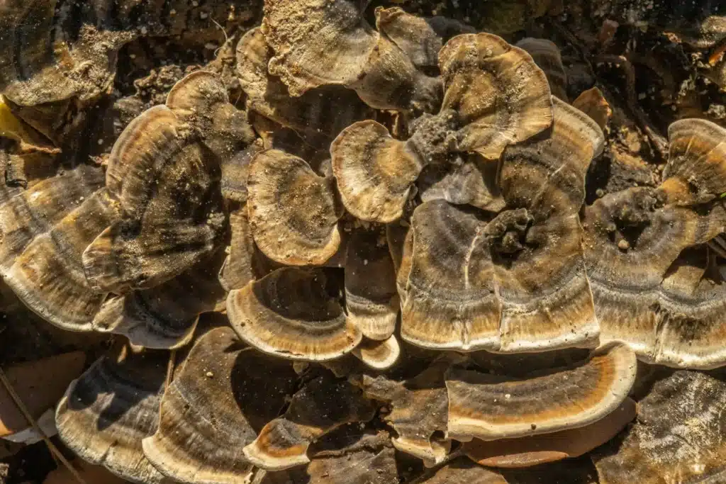 Qu'est-ce que la mérule et comment la reconnaître à temps ?