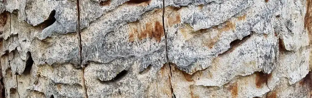 Le capricorne des maisons, qui est-il ?
